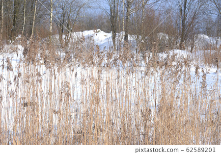 Thickets of dried sedge at winter. 62589201