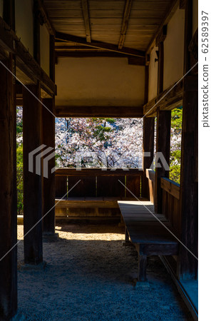 從Kinunkaku看櫻花 62589397