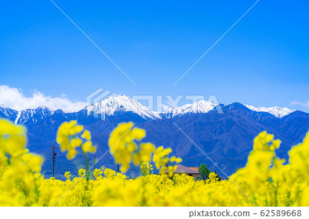 Northern Alps, rape blossoms and blue sky [Nagano Prefecture] 62589668
