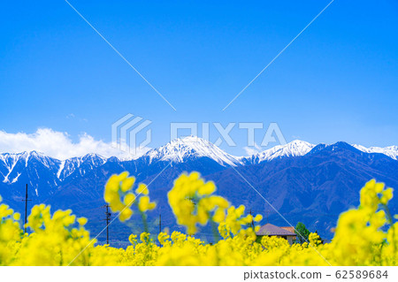 Northern Alps, rape blossoms and blue sky [Nagano Prefecture] 62589684
