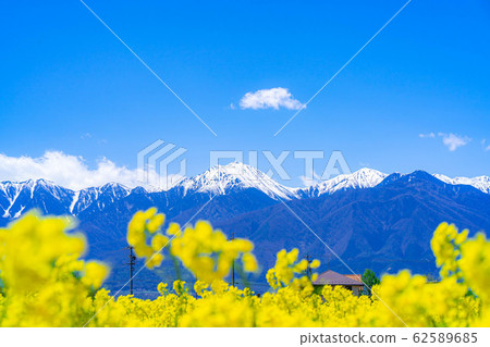 Northern Alps, rape blossoms and blue sky [Nagano Prefecture] 62589685