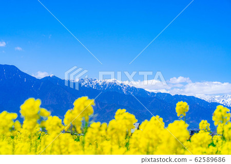 Northern Alps, rape blossoms and blue sky [Nagano Prefecture] 62589686