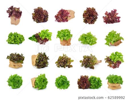 Fresh  lettuce leafs isolated on white background 62589992