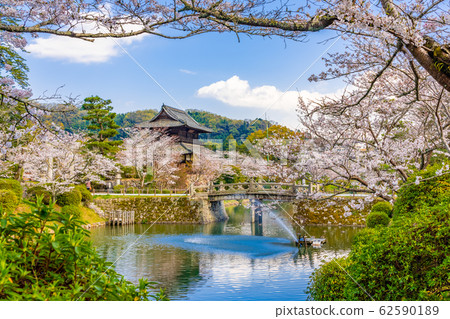 櫻花和Kinunkaku 62590189