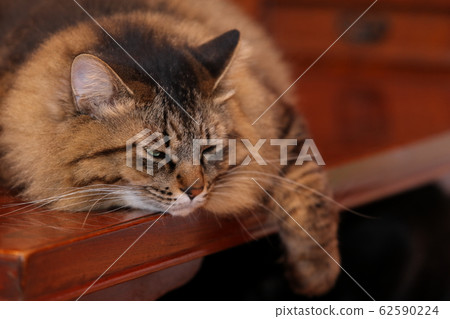 Grumpy cat face up 62590224