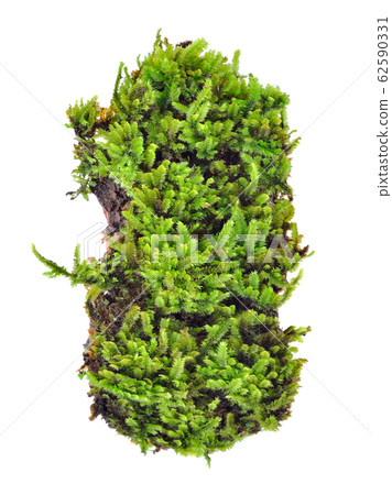 Green moss isolated on white bakground Green moss isolated on white bakground 62590331