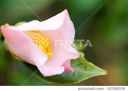 茶花（伊豆的夢想）花 62590339