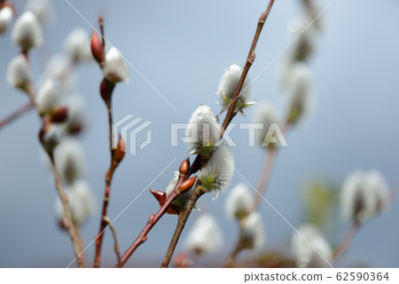 Pussy willow after the rain 62590364