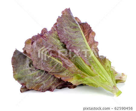Hydroponic vegetable, red cos lettuce on white 62590456