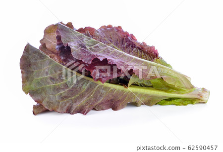 Hydroponic vegetable, red cos lettuce on white 62590457