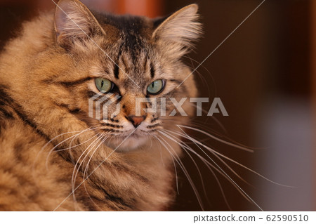 Cat's face up 62590510