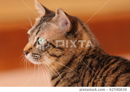 貓的臉朝上 貓的臉朝上 62590630