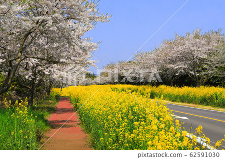 Noksan-ro, cherry blossoms, rape flowers, festival, road, flower path, rural, 62591030