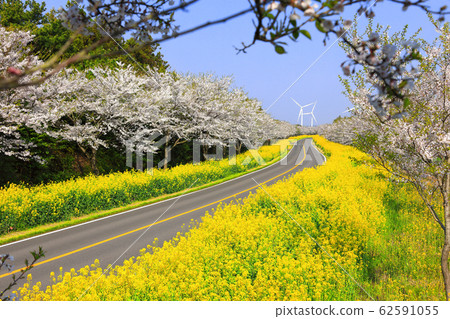 Noksan-ro, cherry blossoms, rape flowers, festival, road, flower path, rural, 62591055