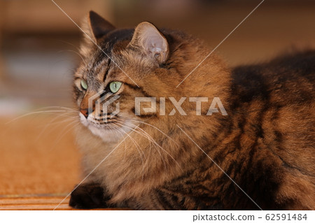 Cat's face up Cat's face up 62591484