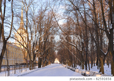 Alley in Alexander Garden in Saint Petersburg. 62591658
