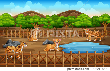 Scene with many leopards in the zoo park open cage on nature Scene with many leopards in the zoo park open cage on nature 62591836