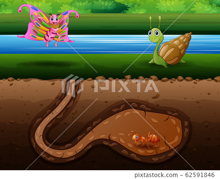 Illustration of many insects living at the river bank Illustration of many insects living at the river bank 62591846