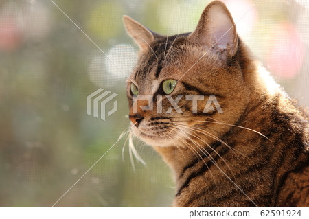 Cat sitting by the window Cat sitting by the window 62591924