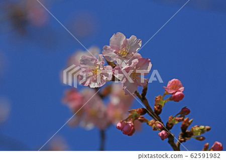 河津櫻花 河津櫻花 62591982