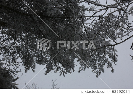 National Parks, North Korea, Winter Trees, Snow National Parks, North Korea, Winter Trees, Snow 62592024
