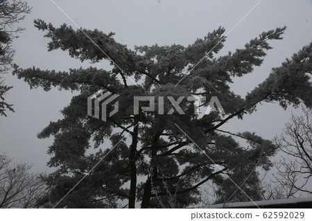 National Parks, North Korea, Winter Trees, Snow National Parks, North Korea, Winter Trees, Snow 62592029