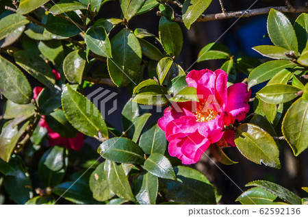 Camellia Camellia 62592136