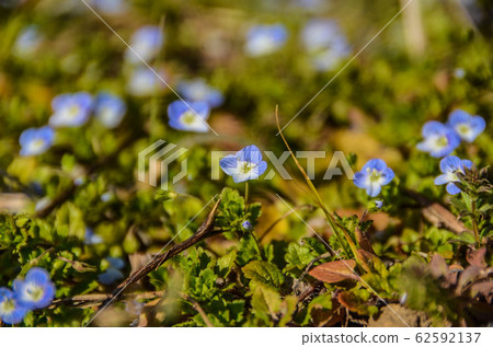 波斯Speedwell 62592137
