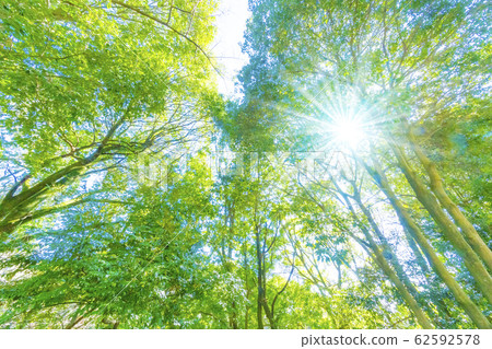 Green forest and sunbeams 62592578