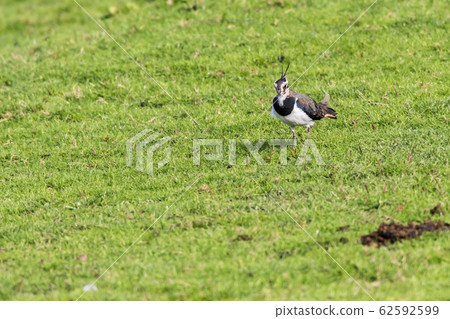 Lapwing (Vanellus vanellus) 62592599
