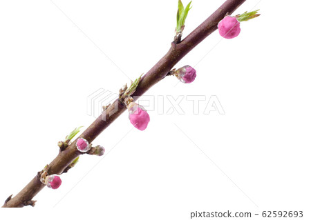 Peach blossoms Peach blossoms 62592693