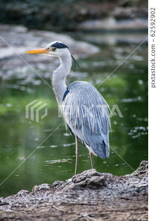 Portrait of heron standing in border water 62592902
