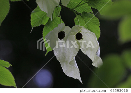 手帕樹 手帕樹 62593016