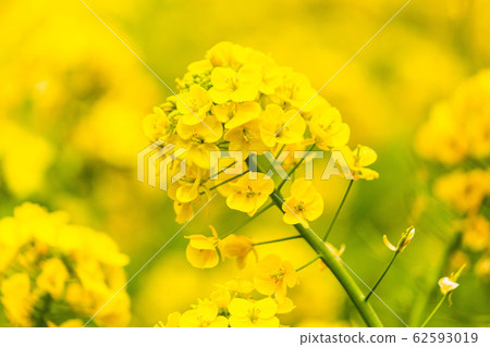 Rape blossoms Rape blossoms 62593019