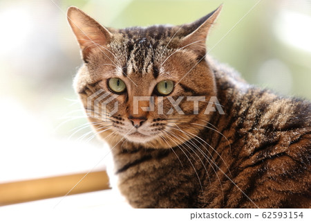 Cat sitting by the window Cat sitting by the window 62593154