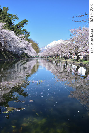 Hirosaki's spring Hirosaki's spring 62593288