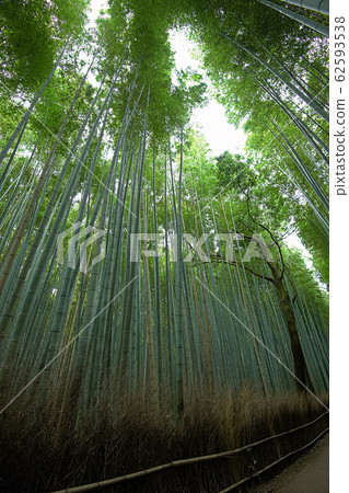 京都嵐山竹林 京都嵐山竹林 62593538