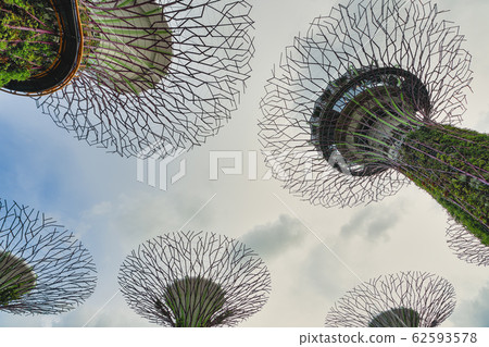 Supertree Grove garden in Singapore. 62593578