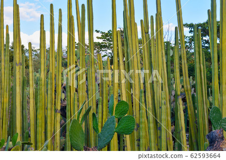 瓦哈卡州民族植物園-墨西哥 62593664