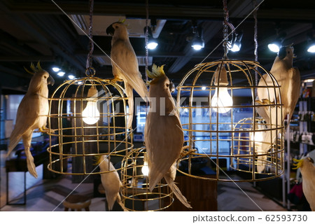 White parrots staying in birdcage White parrots staying in birdcage 62593730
