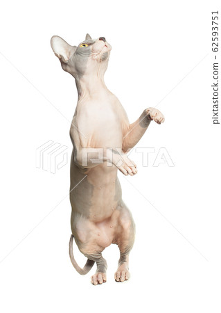 Cat don sphynx playing isolated on white 62593751