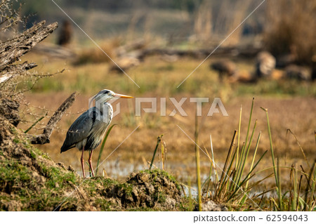grey heron, bird, ardea cinerea 62594043