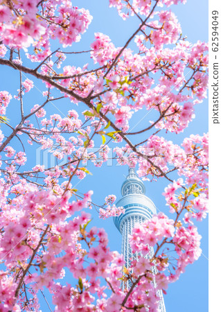 Sky Tree and Kawazu Sakura 62594049