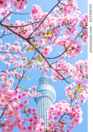 Sky Tree and Kawazu Sakura Sky Tree and Kawazu Sakura 62594050