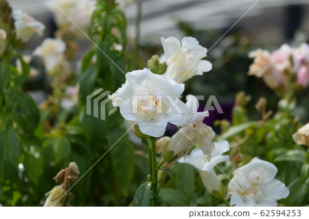 金魚草 金魚草 62594253