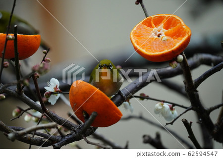 Japanese white-eye, plum tree and Ehime mandarin oranges are delicious!・February/Cloudy Japanese white-eye, plum tree and Ehime mandarin oranges are delicious!・February/Cloudy 62594547