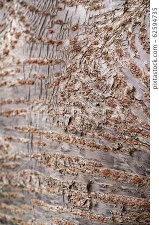 Bark 62594735