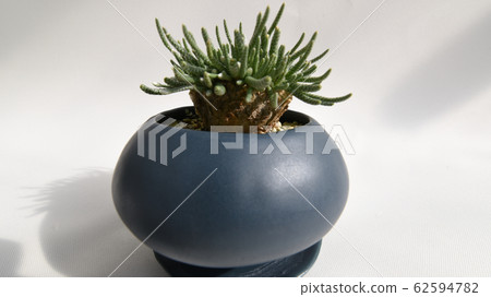Succulents Tubers Bizarre Plants (Avonia alstonii) 62594782
