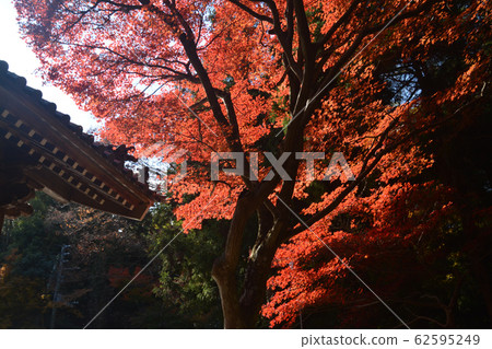 Nekoji寺的秋葉4（香川縣高松市中山町第82札幌聖地） 62595249