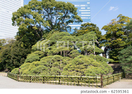 Hama Rikyu Gardens, Tokyo, 300 year old pine special historic site Hama Rikyu Gardens, Tokyo, 300 year old pine special historic site 62595361